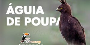 aguia de poupa