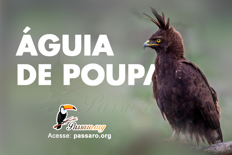 aguia de poupa