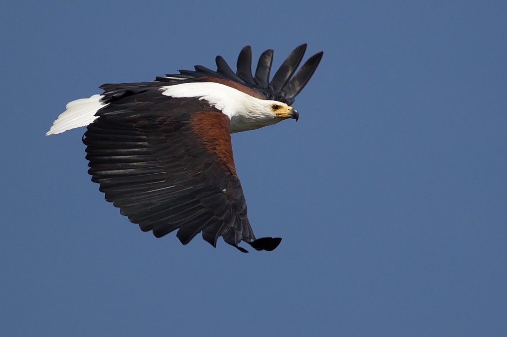 aguia-pescadora-africana
