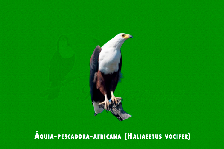 aguia-pescadora-africana ( haliaeetus vocifer)