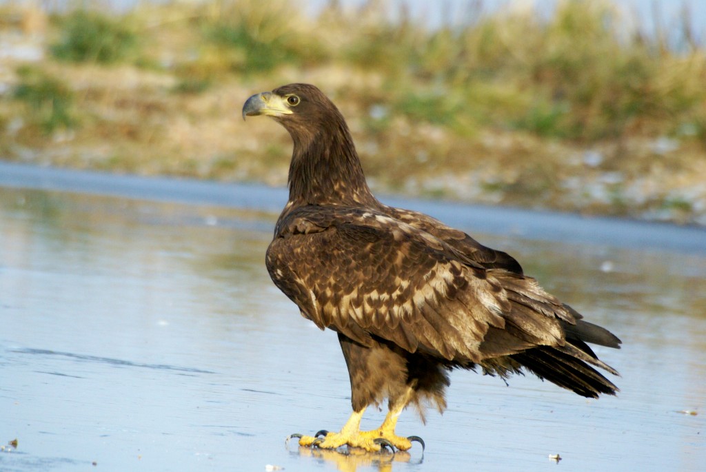aguia-rabalva