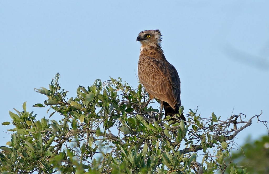 aguia-serpentária-de-colar-ruivo