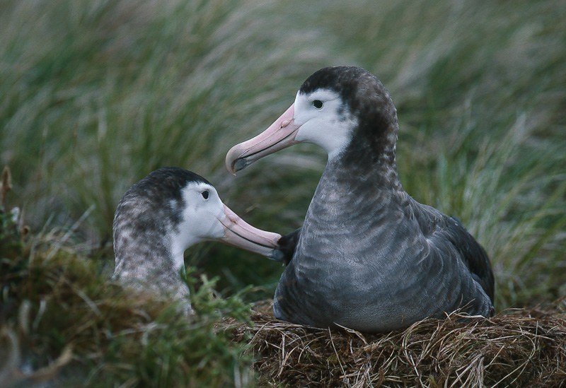 albatroz-das-antípodas