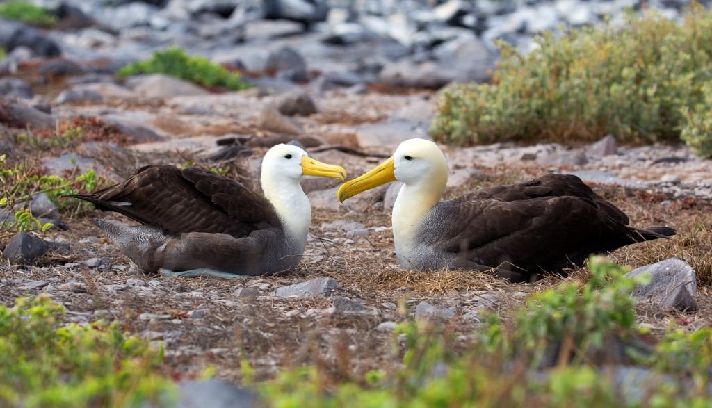 albatroz-das-galapagos