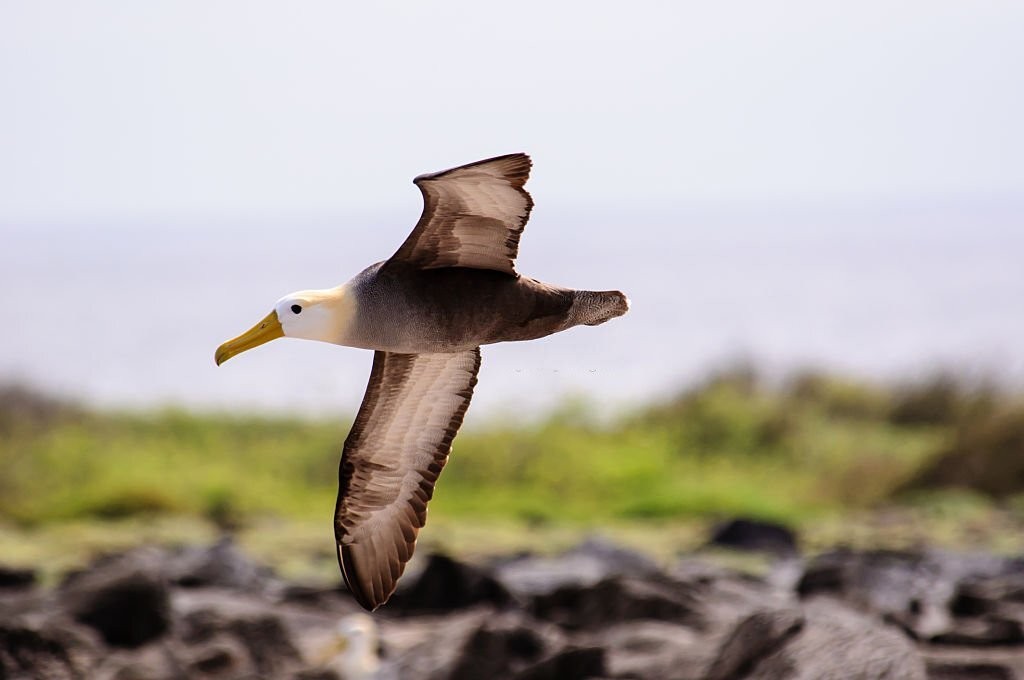albatroz-das-galapagos