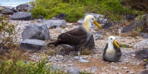 albatroz-das-galapagos