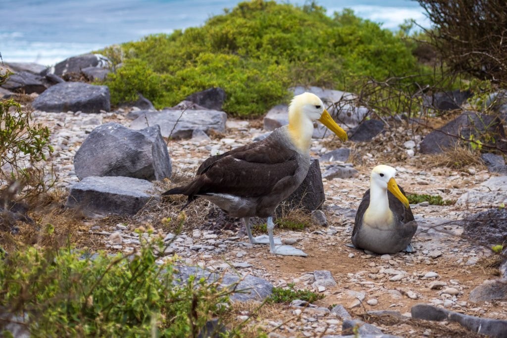 albatroz-das-galapagos