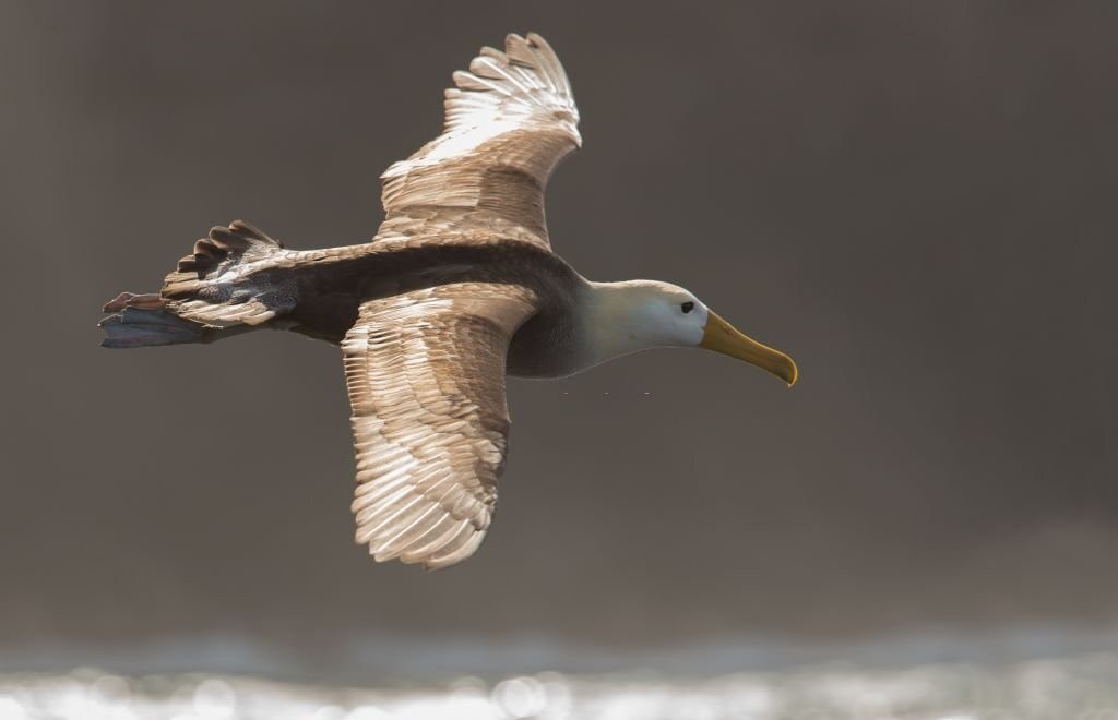 albatroz-das-galapagos