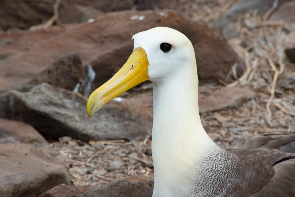 albatroz-das-galapagos
