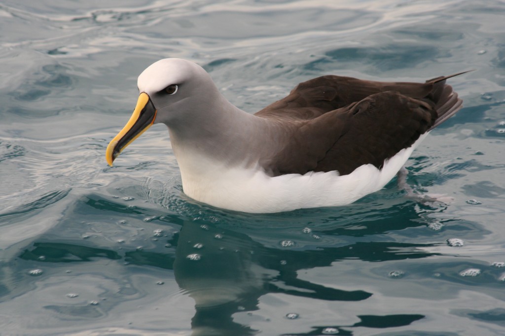 albatroz-de-buller