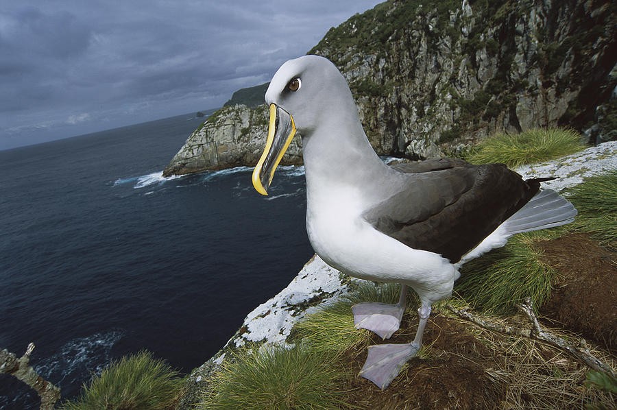 albatroz-de-buller