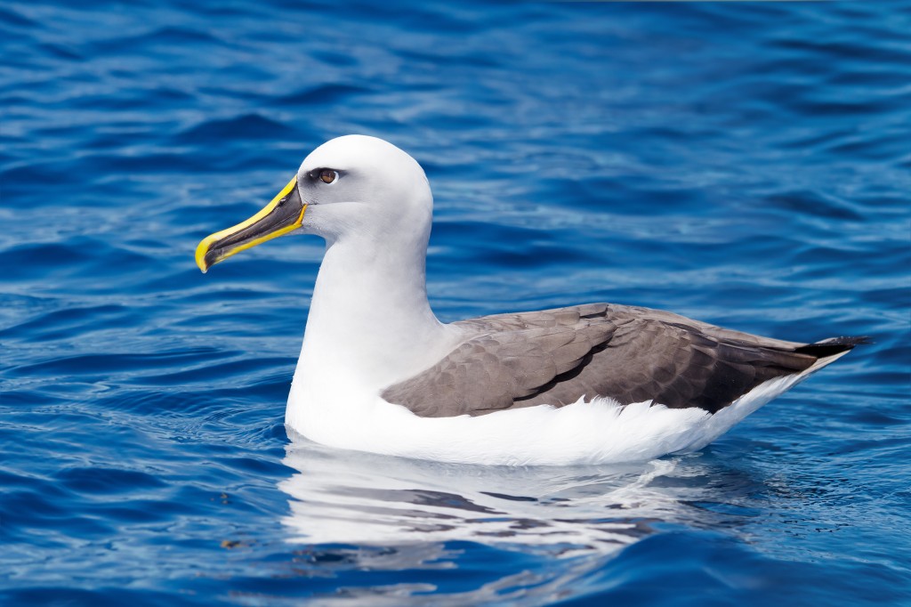 albatroz-de-buller