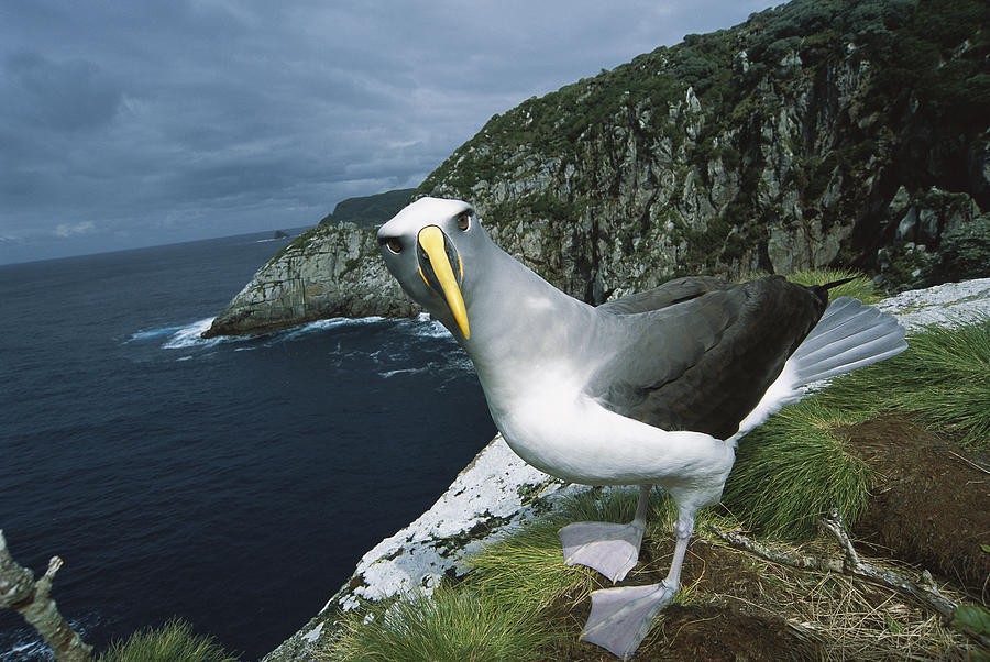 albatroz-de-buller