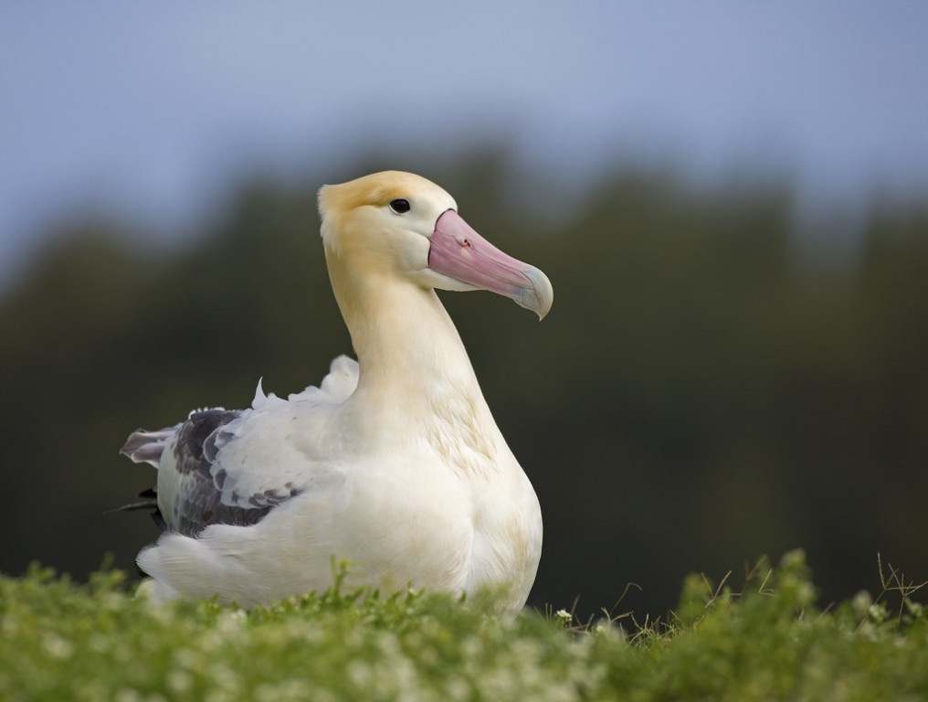 albatroz-de-cauda-curta