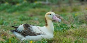 albatroz-de-cauda-curta