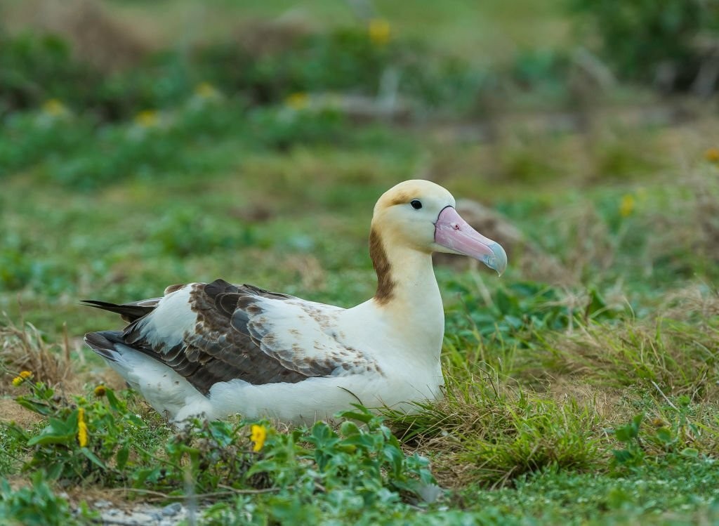 albatroz-de-cauda-curta