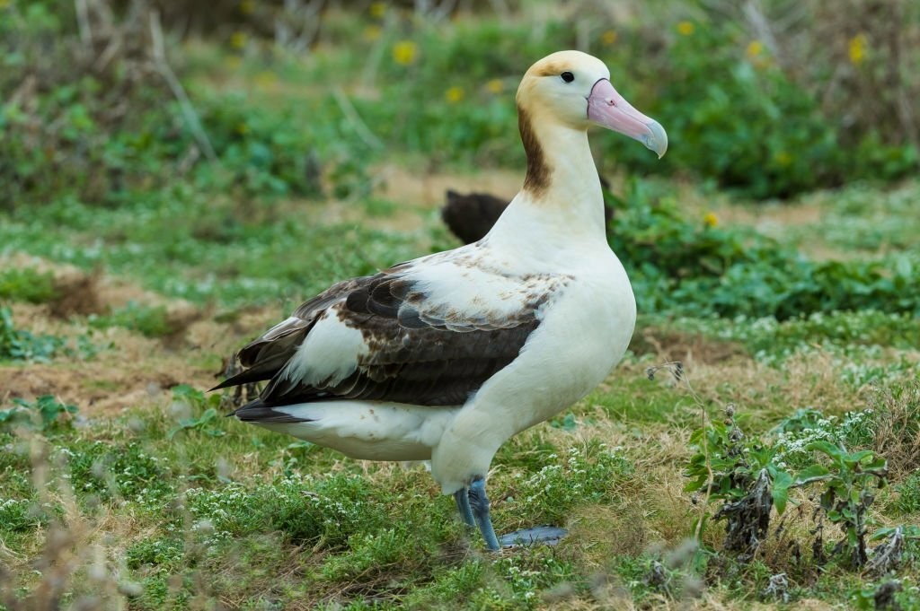 albatroz-de-cauda-curta