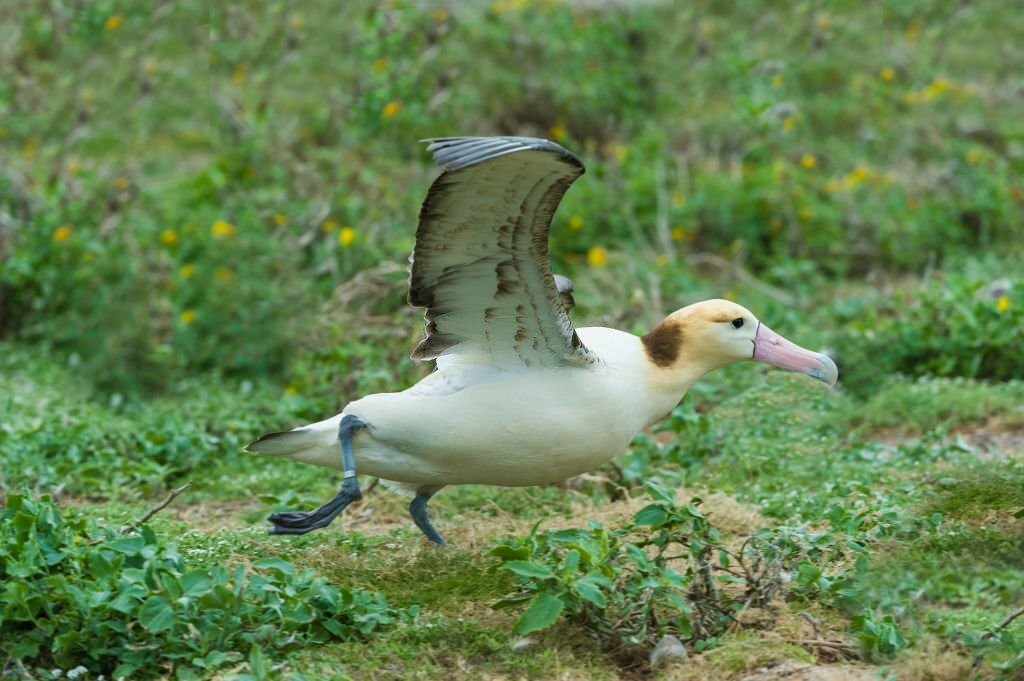 albatroz-de-cauda-curta
