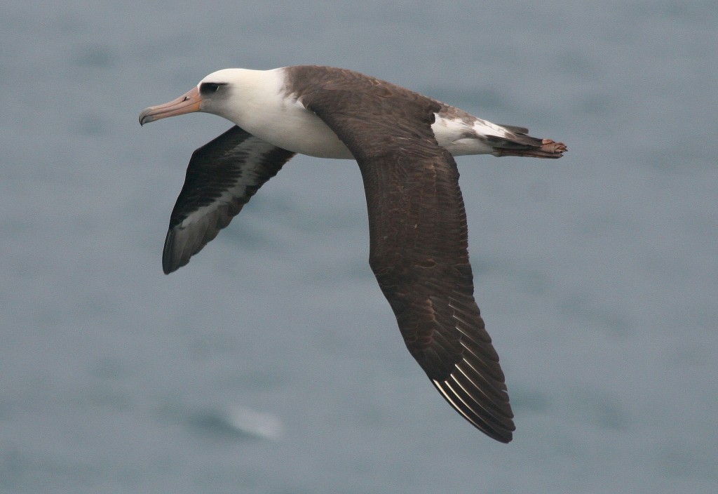  albatroz-de-laysan