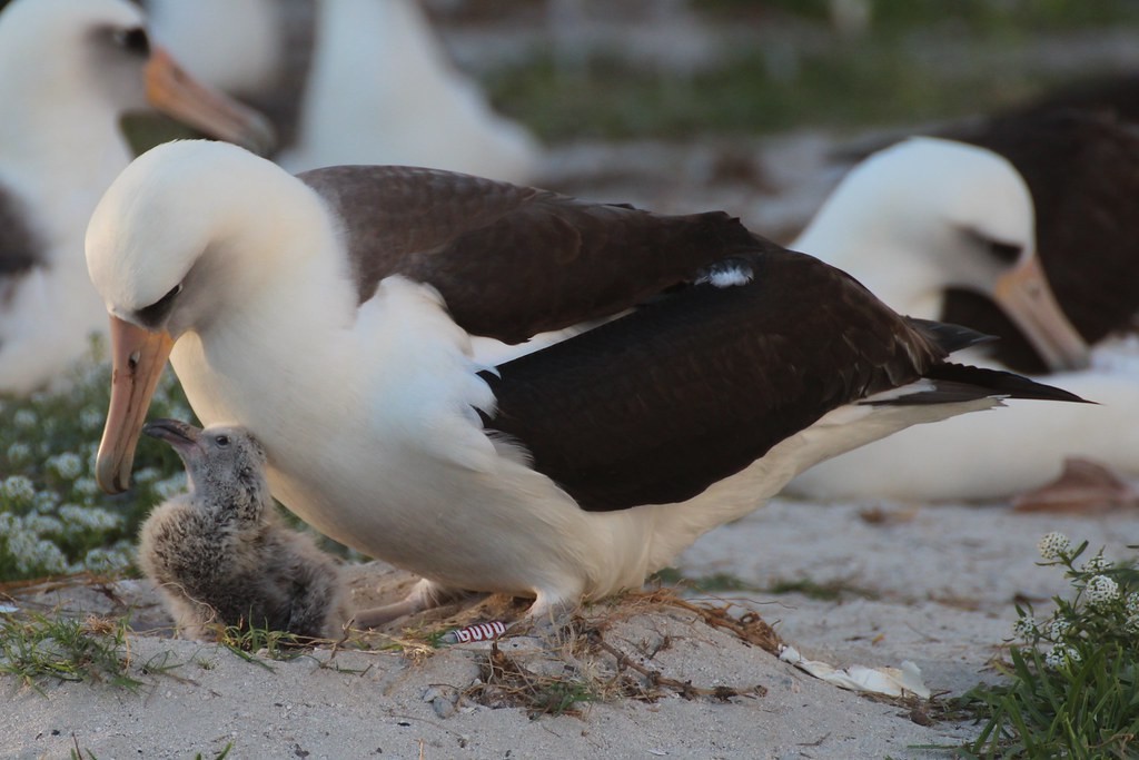 albatroz-de-laysan