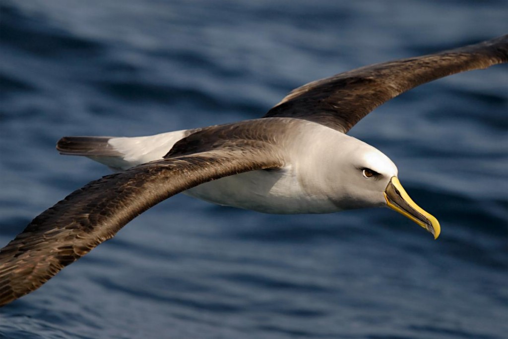 albatroz-de-nariz-amarelo