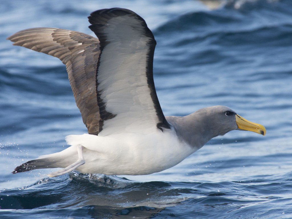 albatroz-de-nariz-amarelo