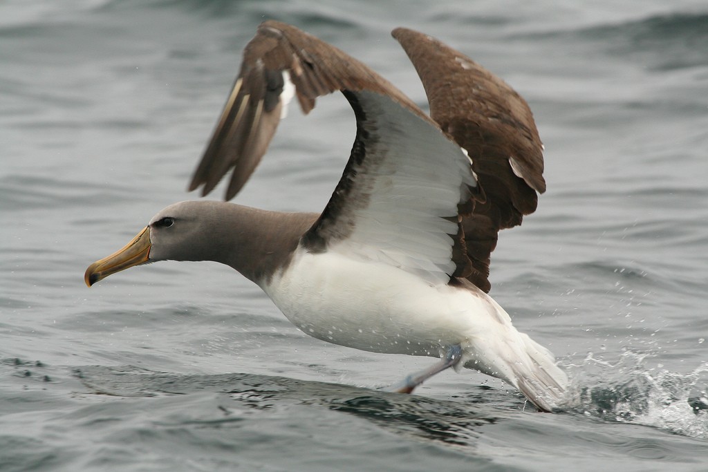 albatroz-de-nariz-amarelo