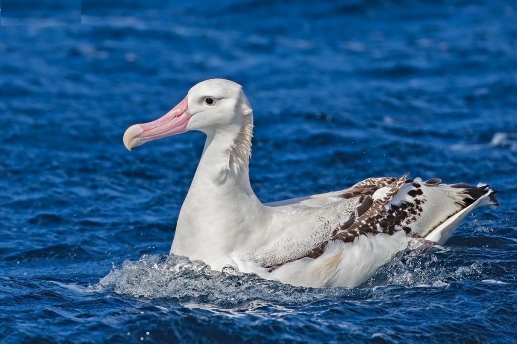 albatroz-errante