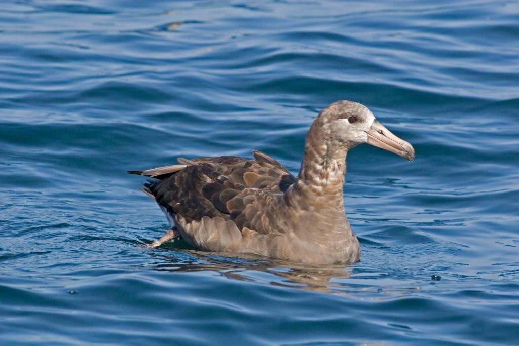 albatroz-patinegro