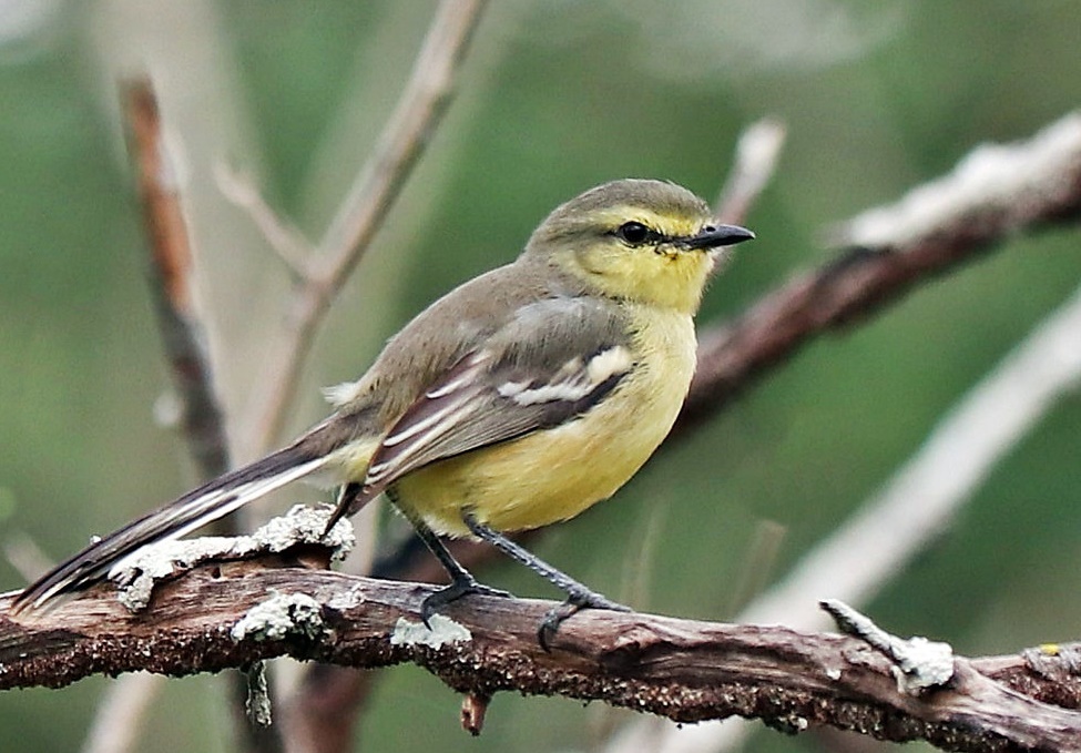 alegrinho-balanca-rabo