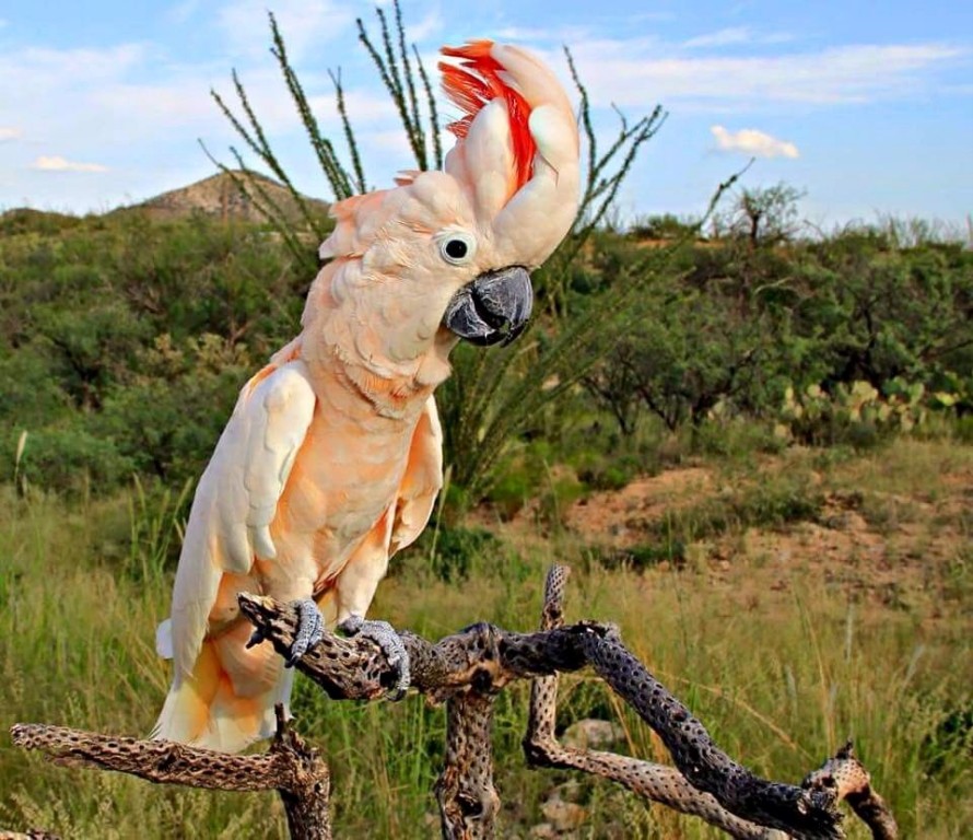 alimentacao da cacatua-das-molucas