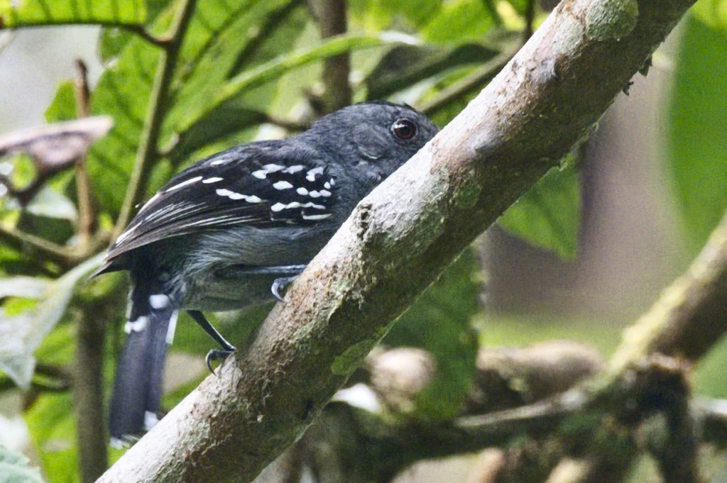 alimentacao da choca-de-roraima