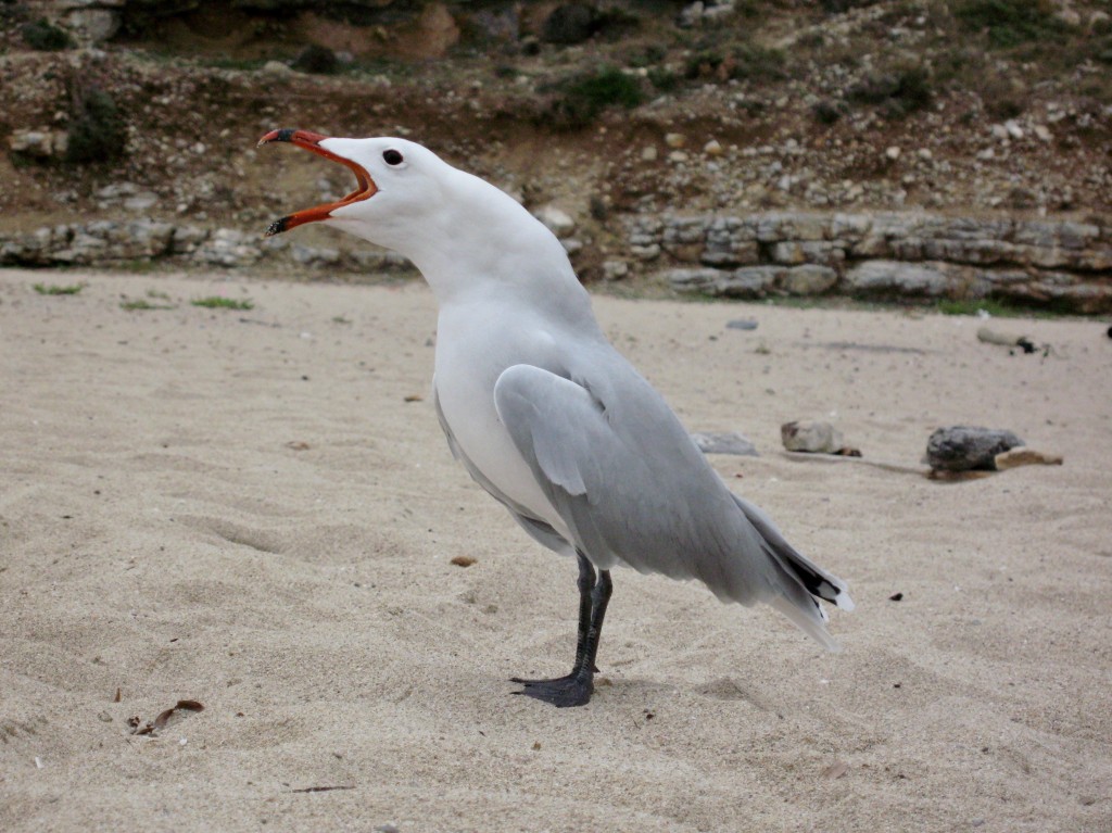 alimentacao da gaivota-de-audouin