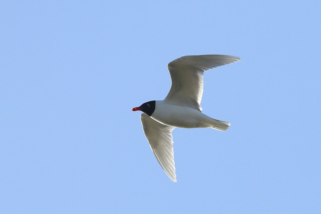 alimentacao da gaivota-de-cabeca-preta