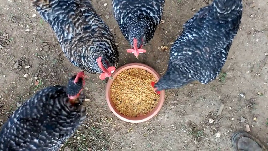 alimentacao da galinha pedres portuguesa