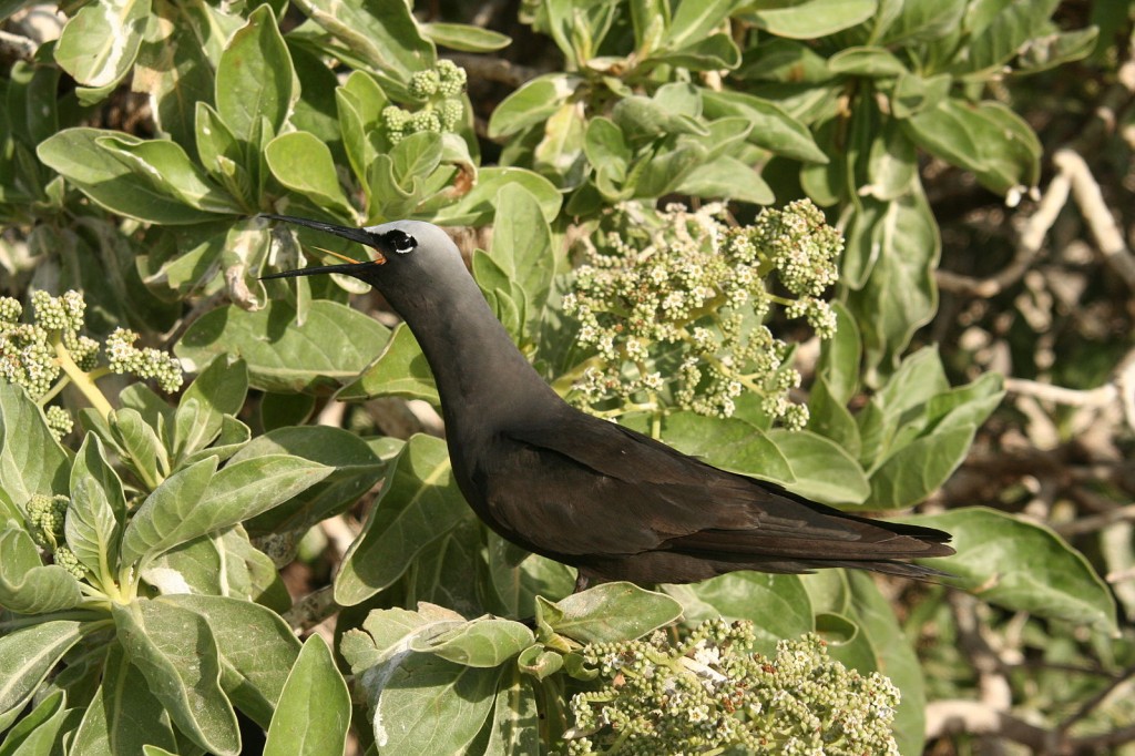 alimentacao da trinta-reis-preto