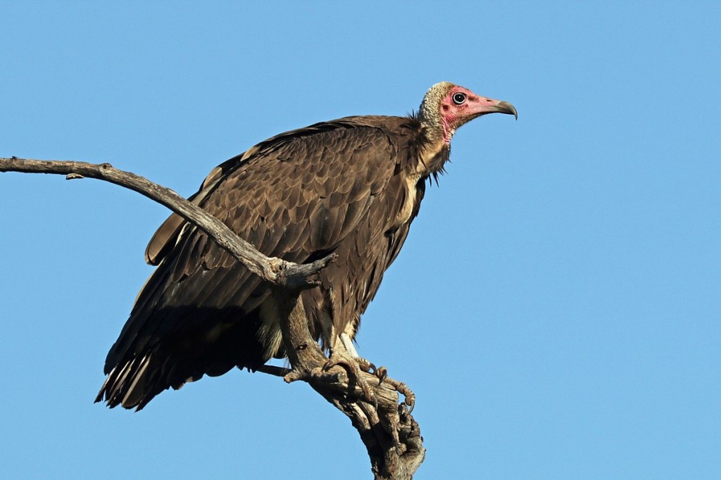 alimentacao do abutre-de-capuz