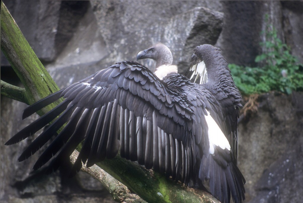 alimentacao do abutre-indiano-de-dorso-branco