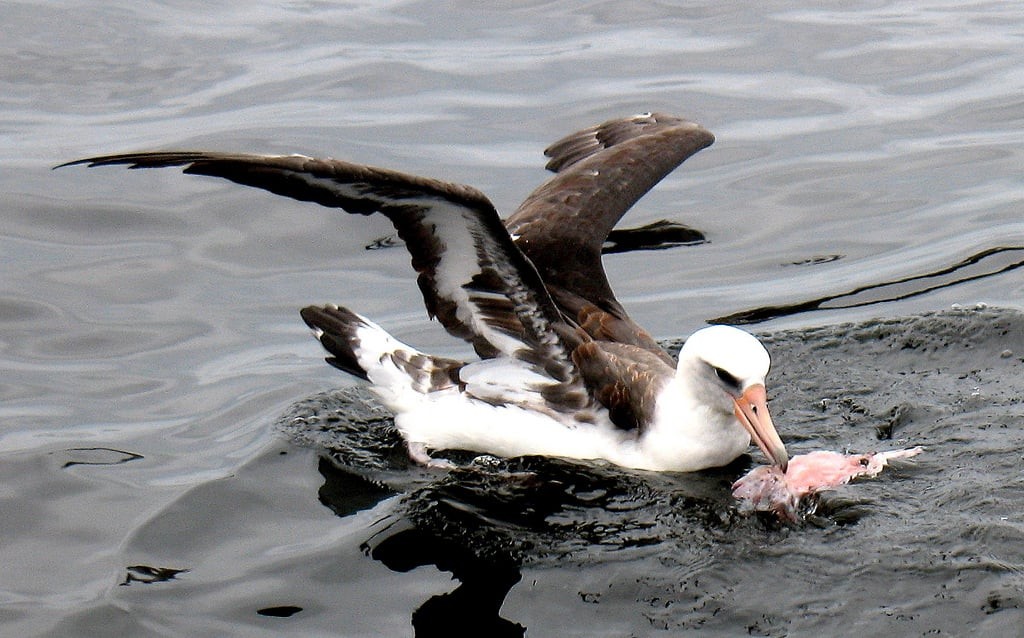 alimentacao do albatroz-das-antípodas