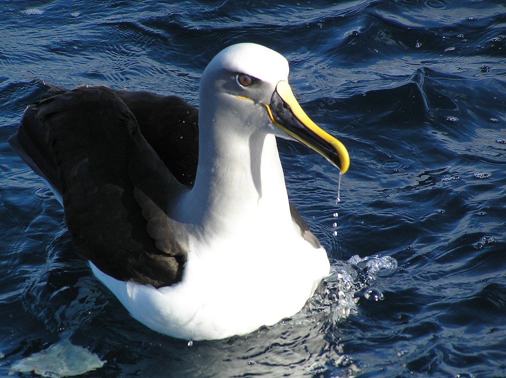alimentacao do albatroz-de-buller