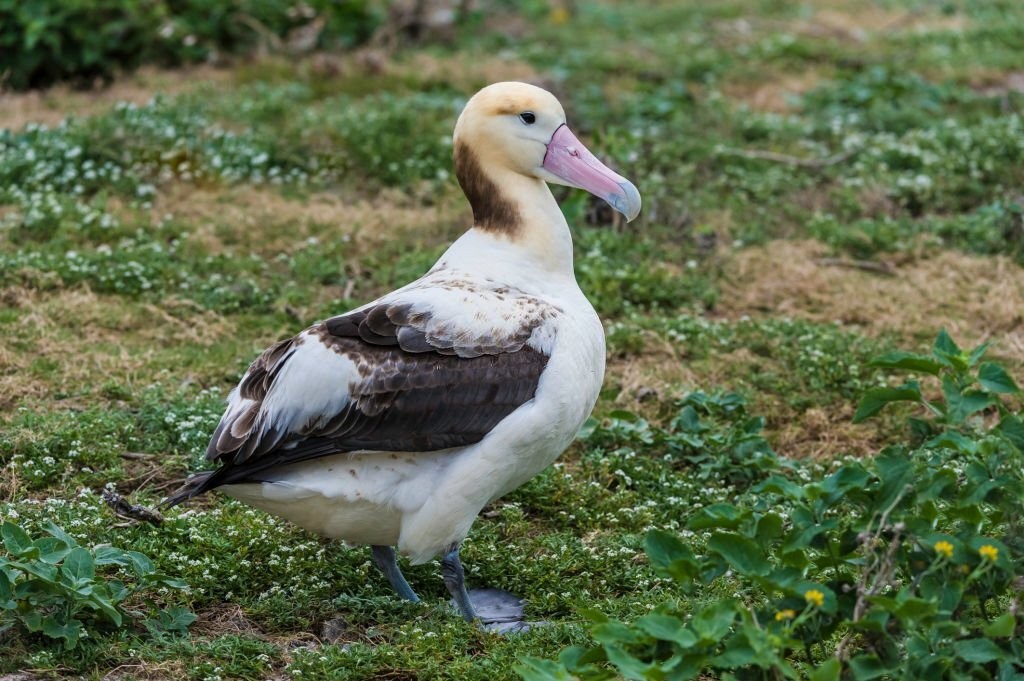 alimentacao do albatroz-de-cauda-curta