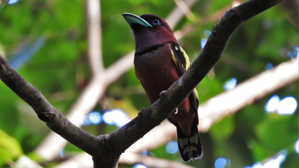 alimentacao do banded broadbill