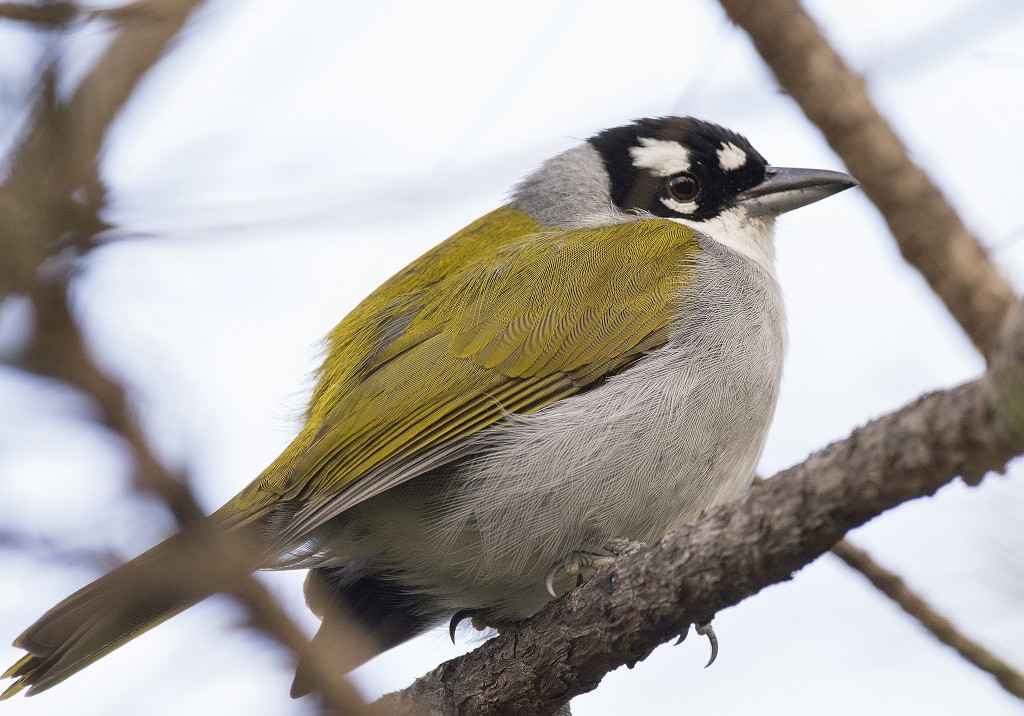 alimentacao do black-crowned tanager