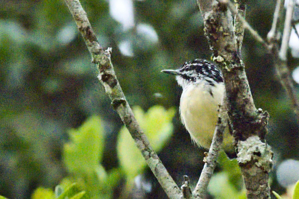 alimentacao do choquinha-de-garganta-amarela