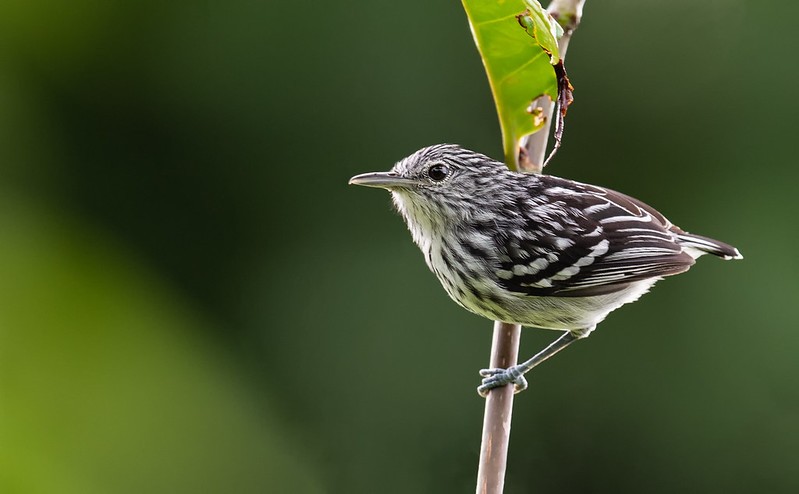 alimentacao do choquinha-de-peito-riscado