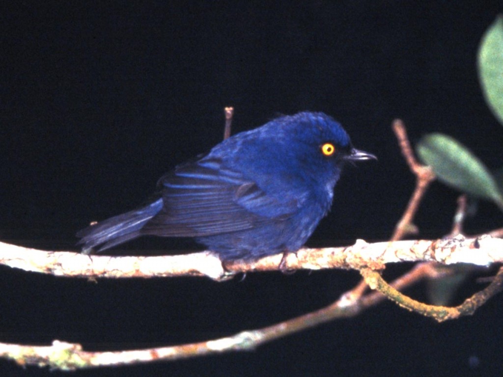 alimentacao do diglosa azul