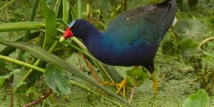 alimentacao do frango-de-agua-azul