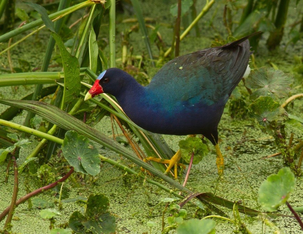 alimentacao do frango-de-agua-azul