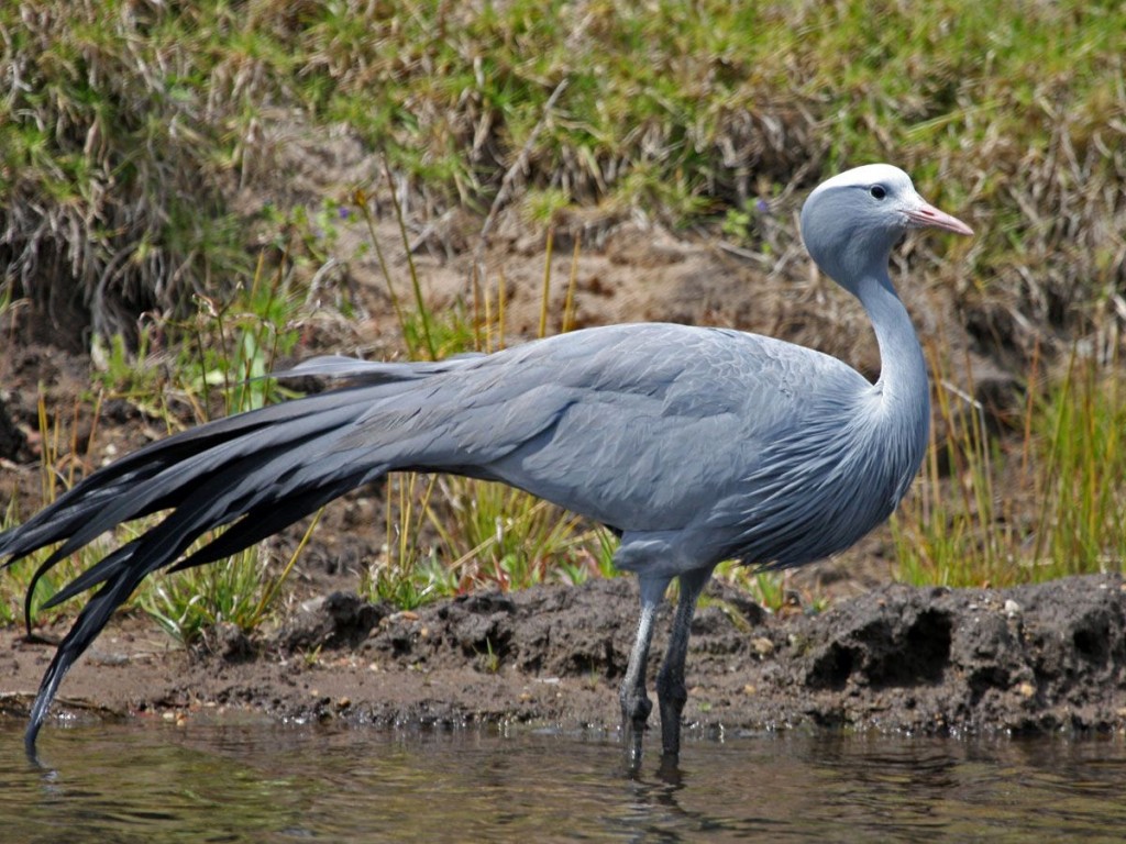 alimentacao do grou-azul