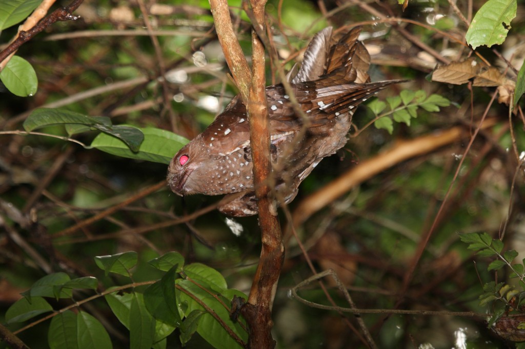 alimentacao do guacharo